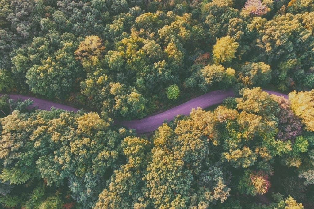 Winding road cut through dense forest, seen from above